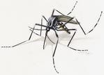 Image of a mosquito aedes