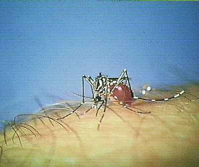 image of a Mosquito Aedes Feeding