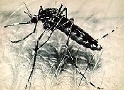 image of a mosquito culex