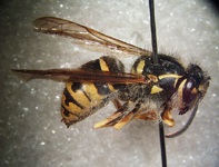 image of yellow jacket aerial