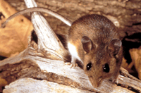 Image of a mouse