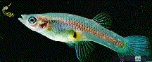 image of mosquito fish eating larva