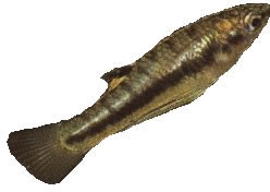 image of mosquito fish