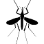 mosquito