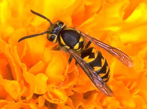 image of yellow jacket western