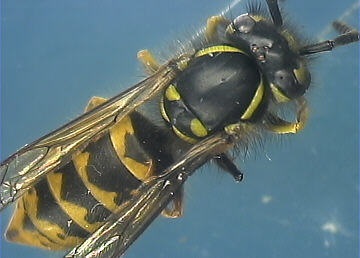 image of yellow jacket common