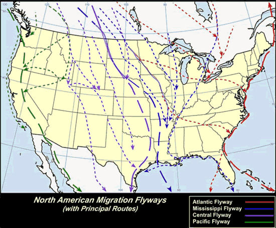 Image of Migratory Birds - Flyway Map