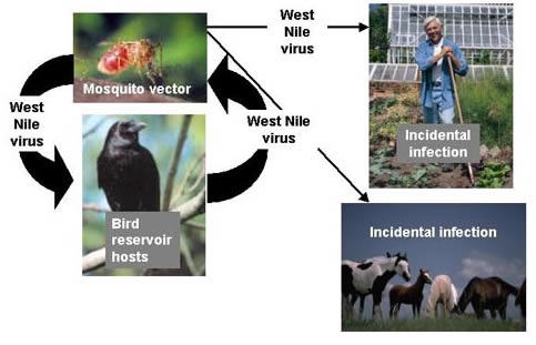 image of West Nile Virus cycle