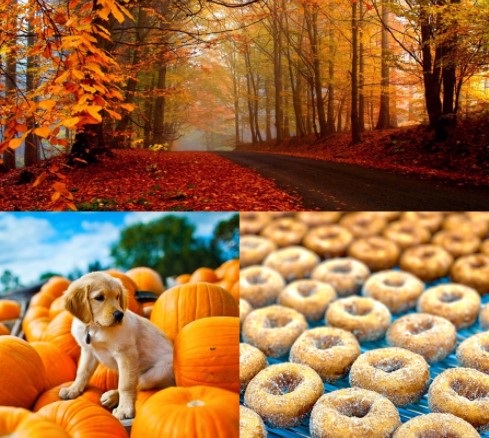images of fall
