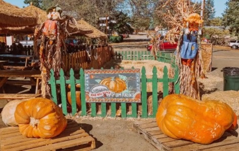 image of apple farm pumpkins