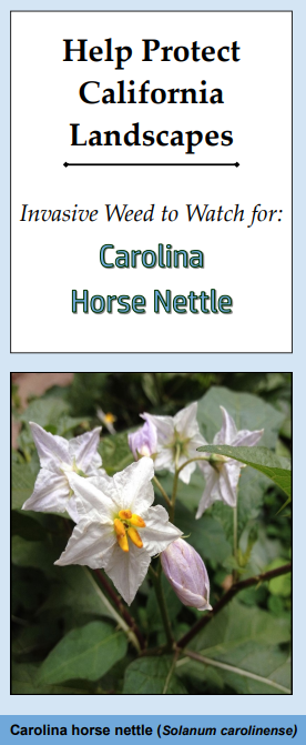 Carolina horse nettle