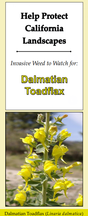 Dalmatian toadflax