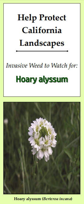 Hoary alyssum