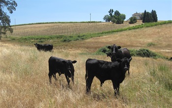 image of cows in a field