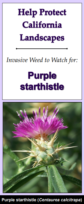 Purple starthistle