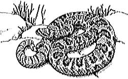 image of rattlesnake