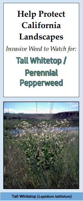 Tall whitetop-perennial pepperweed