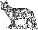 Coyote illustration