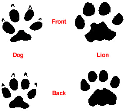 Mountain Lion tracks compared to dog tracks
