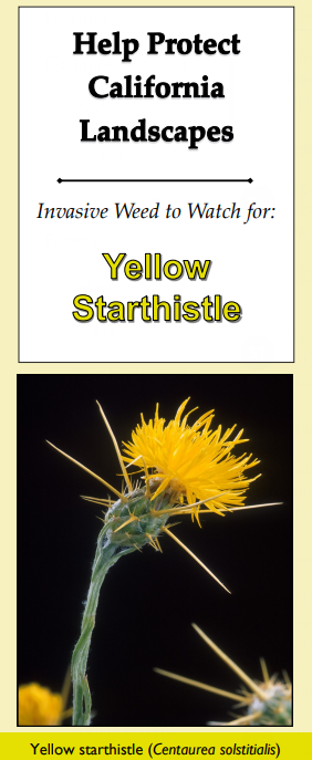 Yellow starthistle