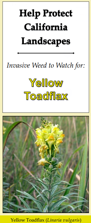 Yellow toadflax