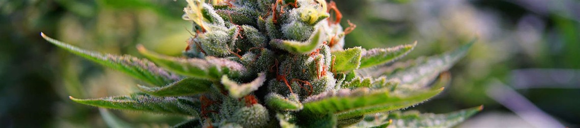 Cannabis Bud